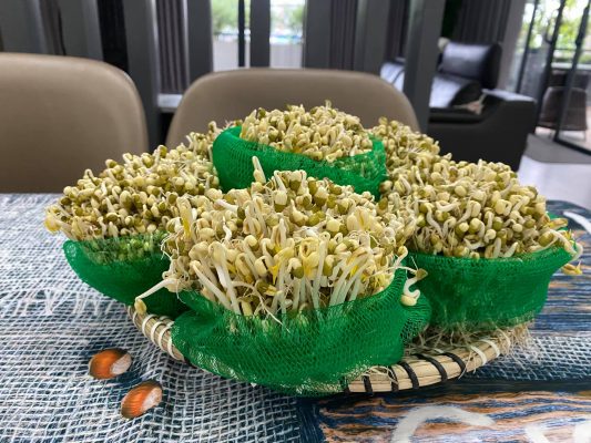 (Túi lưới nhựa dùng để làm giá đỗ rất hữu ích)